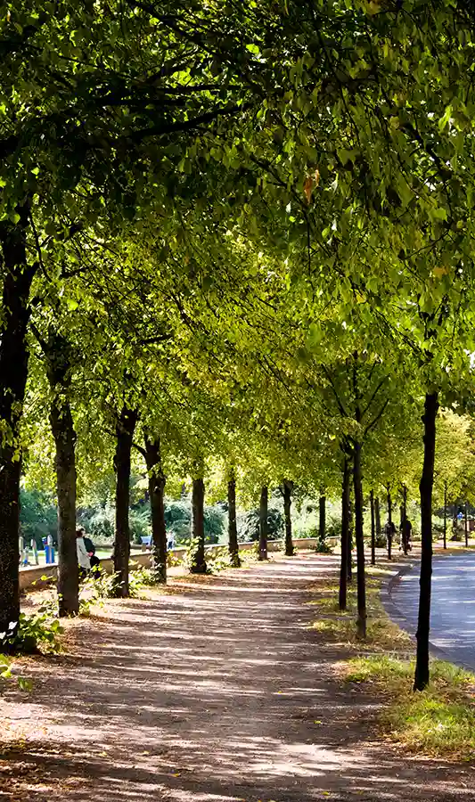 Avenue Trees 1