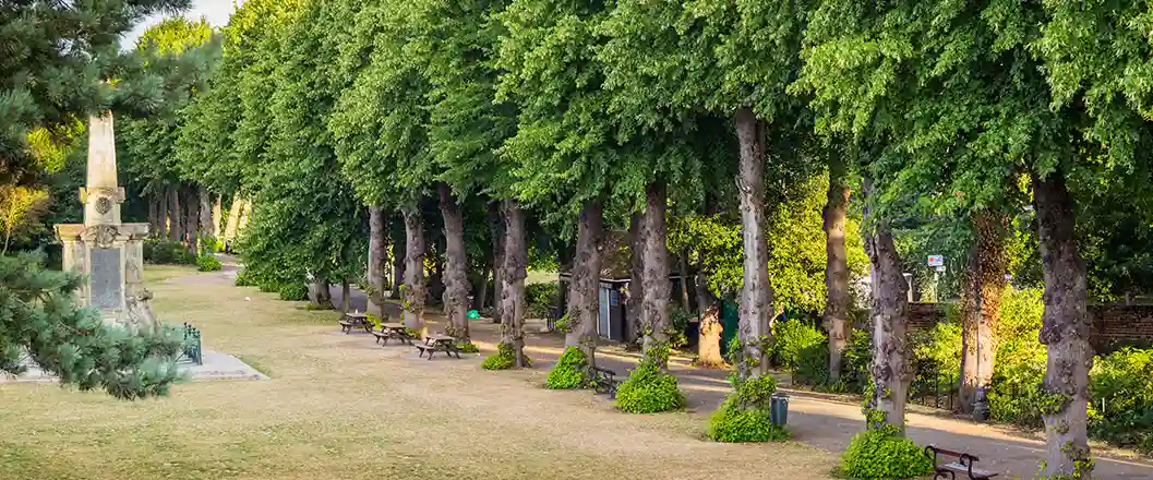 Avenue Trees 2